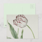 Nederlandse Kunst: Witte en Rode Tulp Briefkaart (Voorkant / Achterkant)