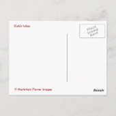 Nederlandse tulpen briefkaart (Achterkant)