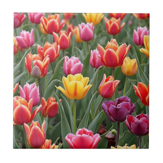 Nederlandse Tulpen Tegeltje (Voorkant)