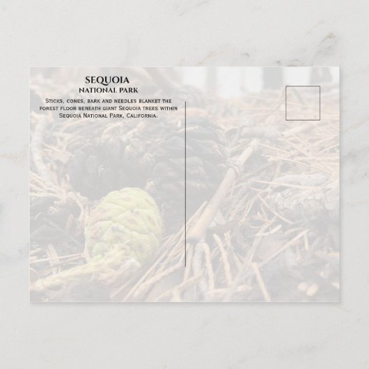 Needles and Cones, Forest Floor, Sequoia NP Briefkaart (Achterkant)