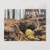 Needles and Cones, Forest Floor, Sequoia NP Briefkaart (Voorkant)