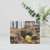 Needles and Cones, Forest Floor, Sequoia NP Briefkaart (Staand voorkant)
