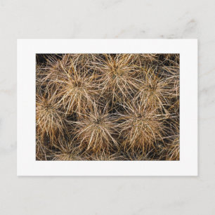 "Needles and Hay Stacks" Briefkaart