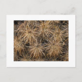 "Needles and Hay Stacks" Briefkaart (Voorkant)