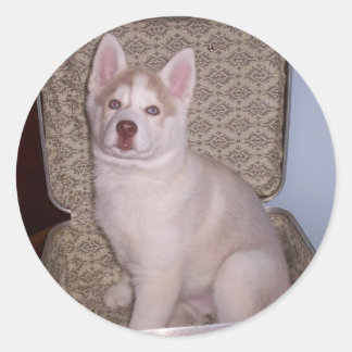 Neem een Siberische hond, zal reizen Ronde Sticker