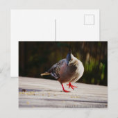 Neem een Walk Briefkaart (Voorkant / Achterkant)