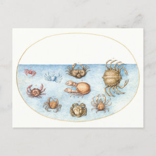 Negen Krabben Illustratie Briefkaart