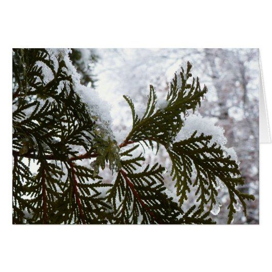 Neige sur les branches À feuillage persistant (Devant Horizontal)