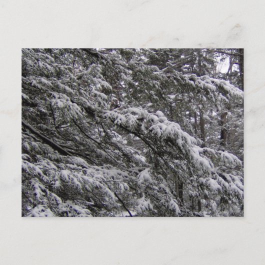 Neige sur les branches d'arbres Carte postale - Aj (Devant)