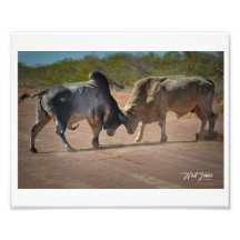 Neil Jones Photography - King of the Road.