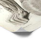 nek-nekspieren Medische druk Poster (Hoek)