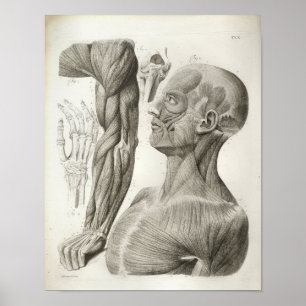  nek-nekspieren Medische druk Poster