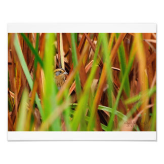 Nelsons Sparrow Peking Through Cattails Foto Afdruk