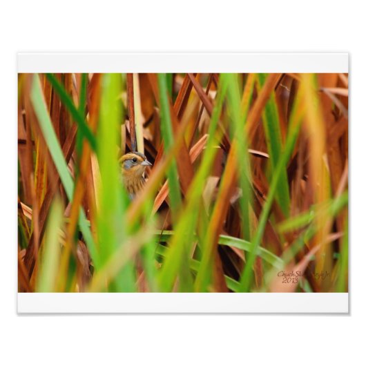 Nelsons Sparrow Peking Through Cattails Foto Afdruk (Voorkant)