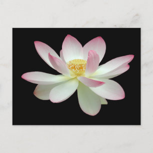 Nelumbo nucifera briefkaart