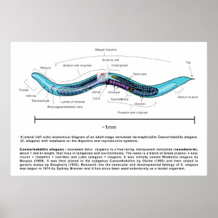 Nematode Roundworm Caenorhabditis Elegans Diagram Poster