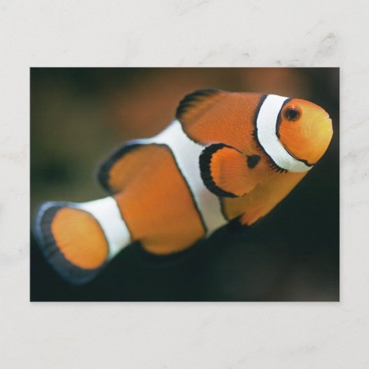 Nemo Briefkaart (Voorkant)