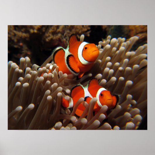 Nemo Clown Fish Print (Voorkant)