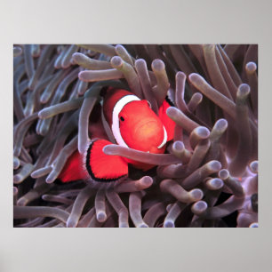Nemo gevonden poster