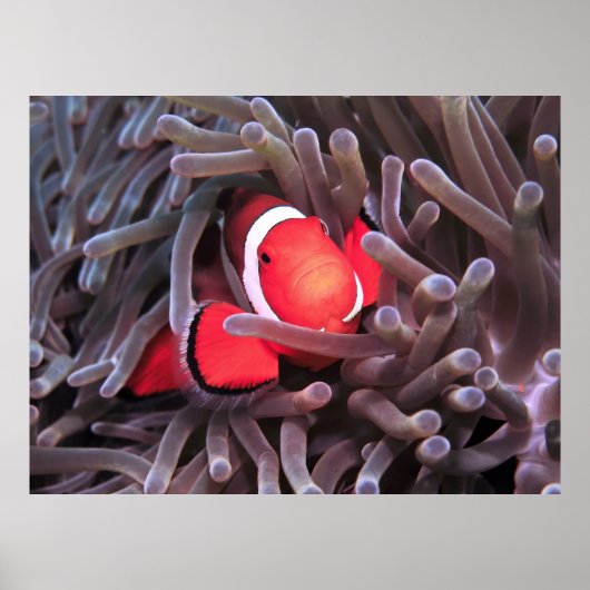 Nemo gevonden poster (Voorkant)