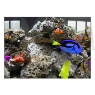 Nemo met zijn ang