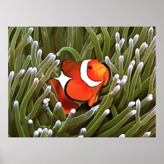 Nemo Poster (Voorkant)