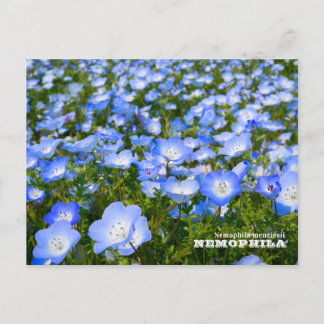 NEMOPHILA(Baby Blue Eyes) Briefkaart