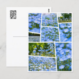 NEMOPHILA（Baby Blue Eyes） Briefkaart