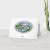 NEMOPHILA（Baby Blue Eyes） Kaart (Achterkant)