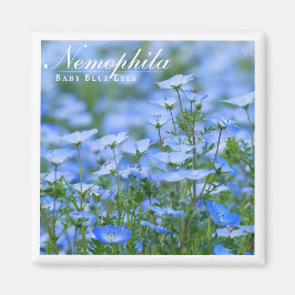 NEMOPHILA (Baby Blue Eyes) Magneet