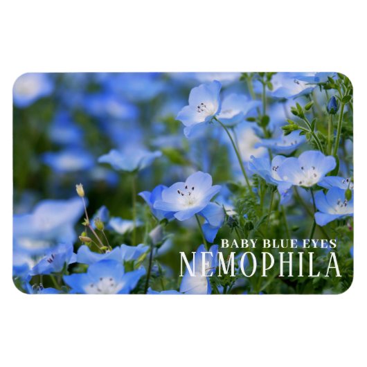 NEMOPHILA (Baby Blue Eyes) Magneet (Horizontaal)