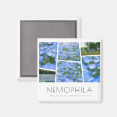 NEMOPHILA (Baby Blue Eyes) Magneet (Voorkant / Achterkant)
