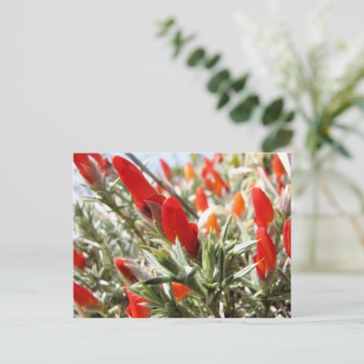 Neneo, Torres del Paine, Chili Briefkaart (Staand voorkant)