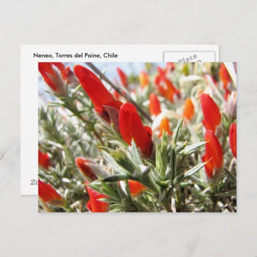 Neneo, Torres del Paine, Chili Briefkaart (Voorkant / Achterkant)