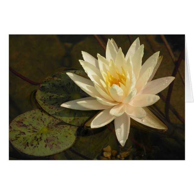 Nénuphar (Devant horizontal)