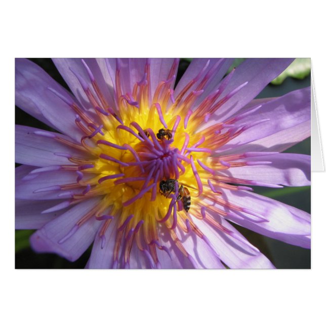 Nénuphar (Devant horizontal)