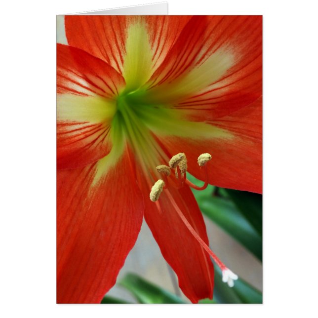 nénuphar (Devant)