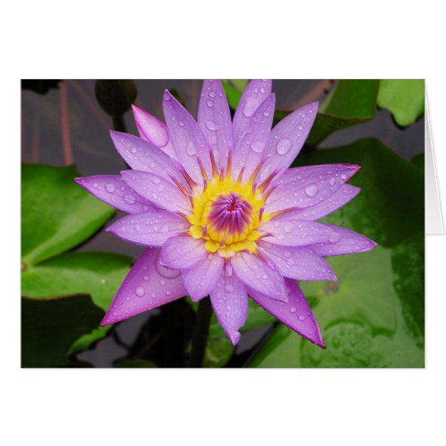 Nénuphar (Devant horizontal)