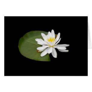 Nénuphar