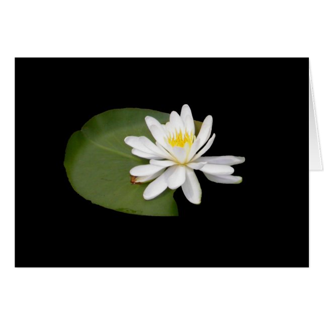 Nénuphar (Devant horizontal)