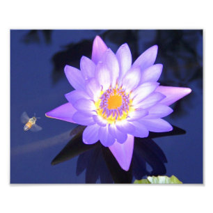 Nénuphar avec l'abeille 8" x 10" photographie