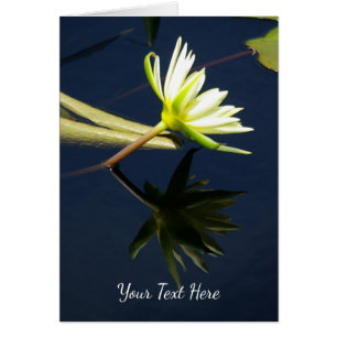 Nénuphar blanc Lotus