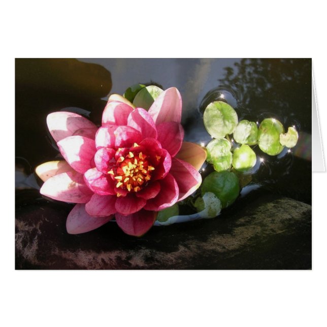 Nénuphar d'août (Devant horizontal)