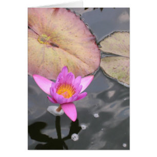 Nénuphar de la Saint-Jean