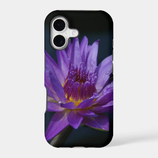 Nénuphar de Lotus pourpre