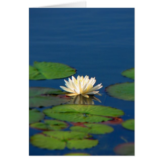 Nénuphar de sérénité (Devant)