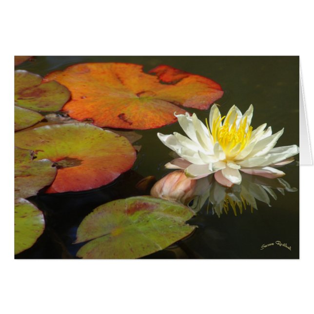 NÉNUPHAR I (Devant horizontal)