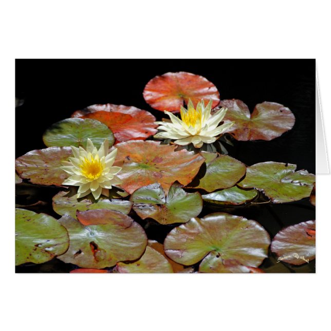 NÉNUPHAR II (Devant horizontal)
