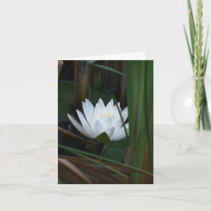 Nénuphar Lotus en Feu Flower Photography