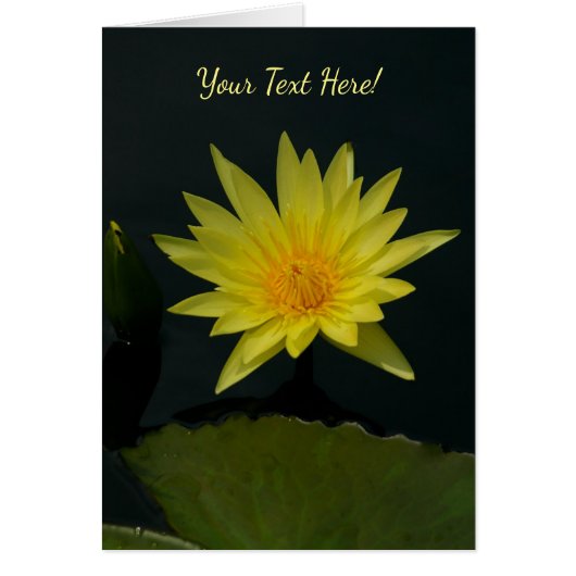 Nénuphar Lotus jaune (Devant)